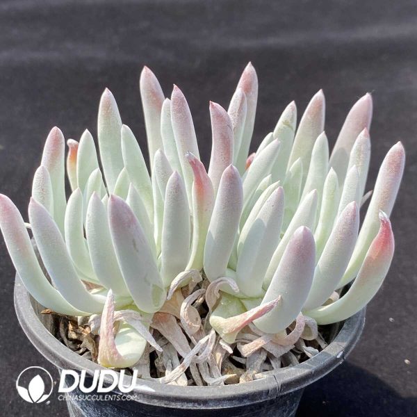 1756131180-1751014021-e202.jpg Dudleya virens ssp. hassei Double Heads - Image 2