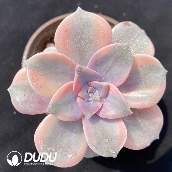 1756131182-1751014029-e201.jpg Graptopetalum Purple Delight Variegated - Image 1