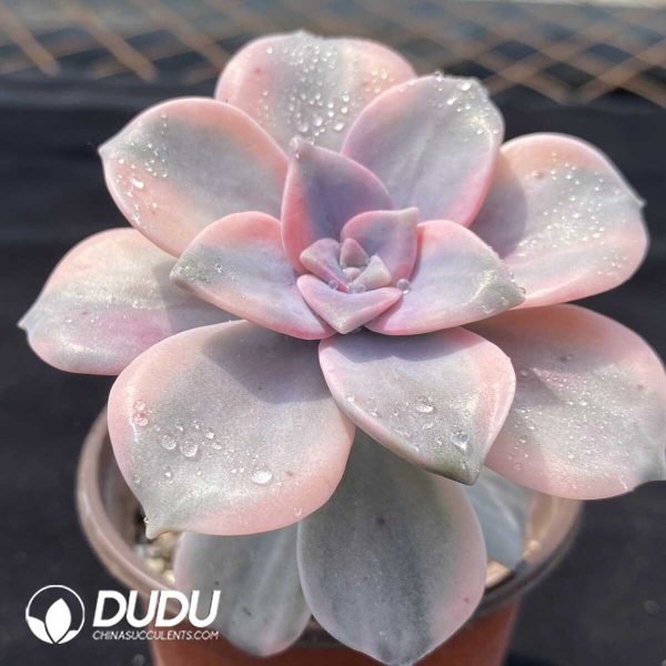 1756131184-1751014041-e202.jpg Graptopetalum Purple Delight Variegated - Image 2