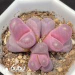 Lithops Optica 'Rubra' Cluster