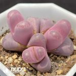 Lithops Optica 'Rubra' Cluster - Image 2