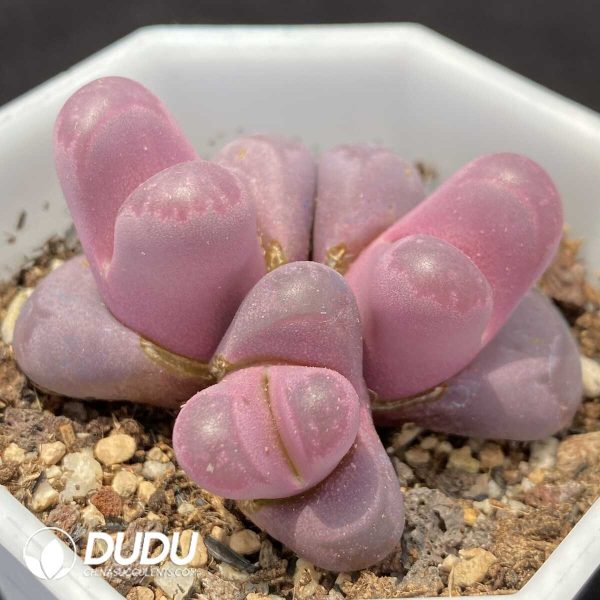Lithops Optica 'Rubra' Cluster - Image 2