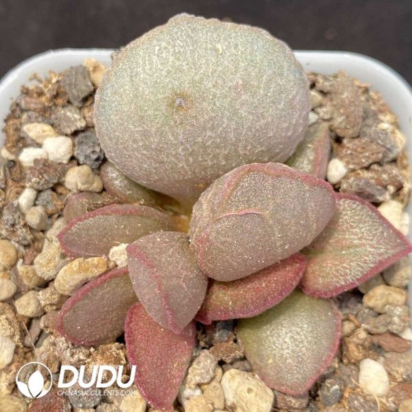 1756131192-1751014084-e201.jpg Adromischus The Duchess - Image 1
