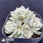 Echeveria Onslow Variegated Cluster - Image 2