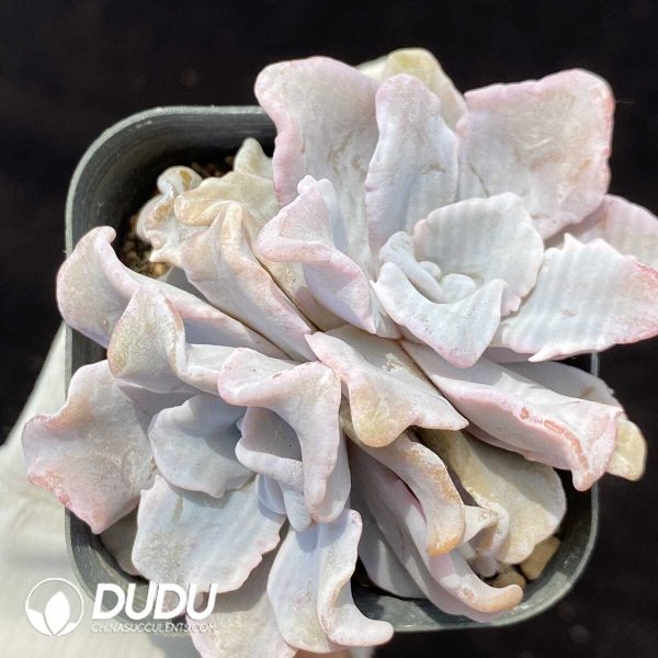 Echeveria White Madiba Double Heads - Image 1