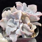 Echeveria White Madiba Double Heads - Image 2