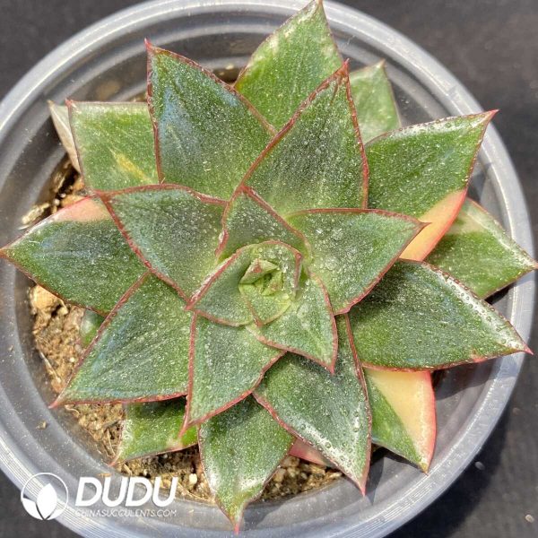 Echeveria Monocerotis Variegated Painting Face - Image 1