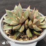 Echeveria Monocerotis Variegated Painting Face Double Heads - Image 2