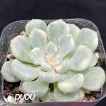 Echeveria Orange Ice Variegated - Image 2