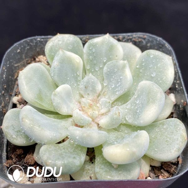 Echeveria Orange Ice Variegated - Image 2