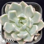 Echeveria Pretty in Pink Variegated