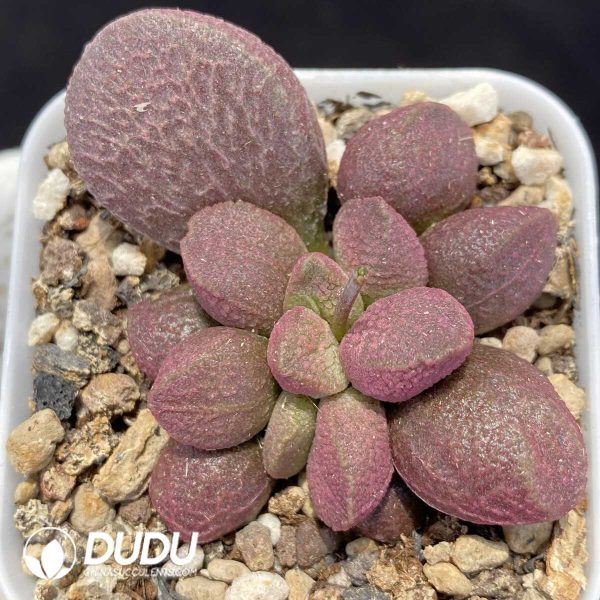 1756131213-1751014211-e201.jpg Adromischus Braised Pork - Image 1