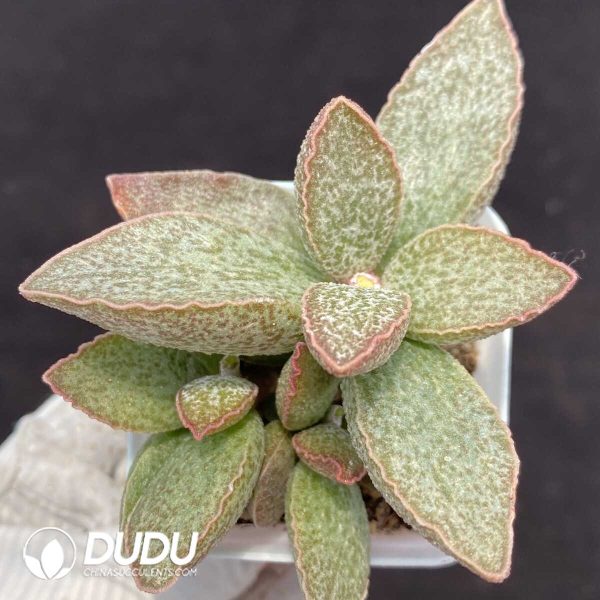1756131216-1751014231-e201.jpg Adromischus Ling Yu - Image 1