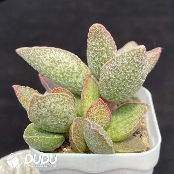 1756131218-1751014235-e202.jpg Adromischus Ling Yu - Image 2