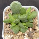 Adromischus Seed Grown Little Goldfish