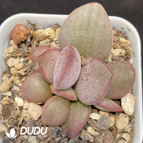 1756131222-1751014260-e201.jpg Adromischus Yao Guang - Image 1