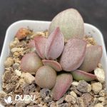 Adromischus Yao Guang - Image 2