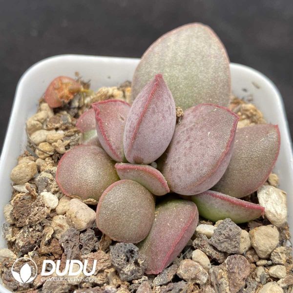 1756131224-1751014269-e202.jpg Adromischus Yao Guang - Image 2