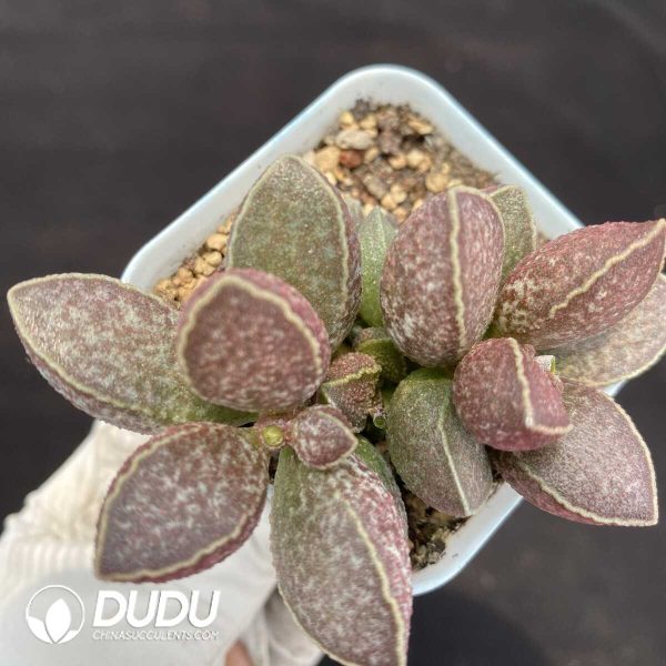 1756131226-1751014278-e201.jpg Adromischus Fat Tiger - Image 1