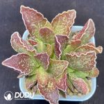 Adromischus Big Wave