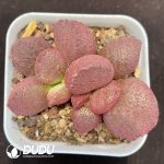 Adromischus Eve