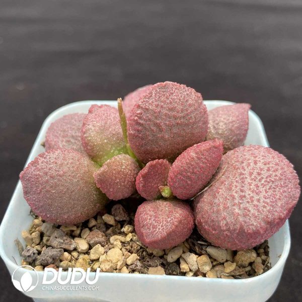 1756131236-1751014326-e202.jpg Adromischus Eve - Image 2