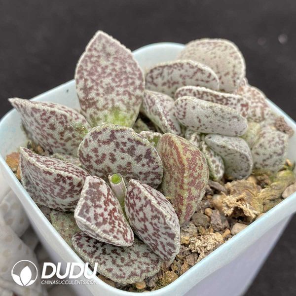 1756131240-1751014386-e201.jpg Adromischus Ma Dan - Image 1