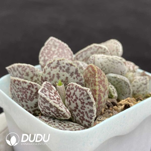 1756131242-1751014408-e202.jpg Adromischus Ma Dan - Image 2