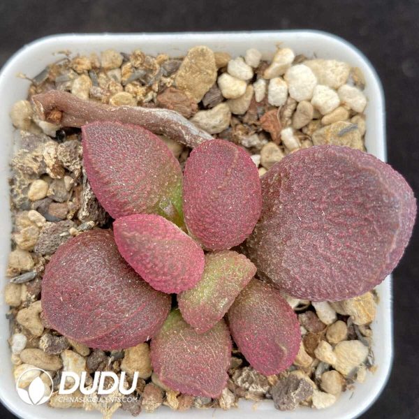 1756131243-1751014425-e201.jpg Adromischus Eve - Image 1