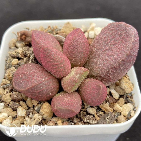 1756131245-1751014434-e202.jpg Adromischus Eve - Image 2