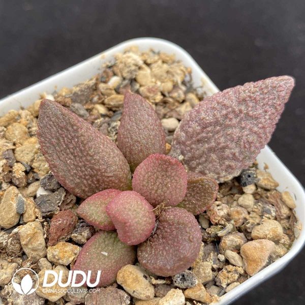 1756131246-1751014442-e201.jpg Adromischus Sakya - Image 1