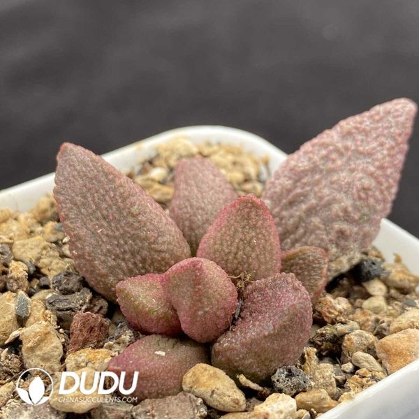 1756131248-1751014452-e202.jpg Adromischus Sakya - Image 2