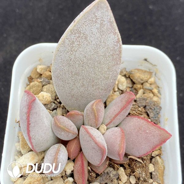 1756131249-1751014464-e201.jpg Adromischus Luoshen - Image 1