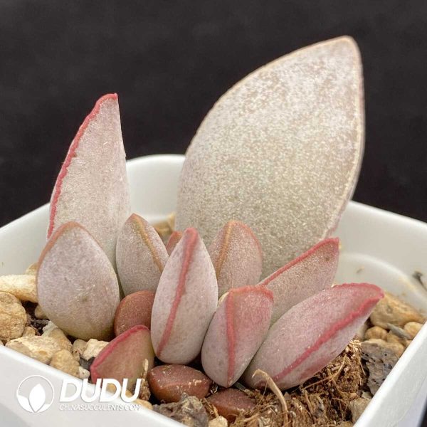 1756131251-1751014471-e202.jpg Adromischus Luoshen - Image 2