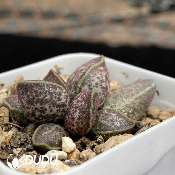 1756131254-1751014483-e202.jpg Adromischus Fat Tiger - Image 2
