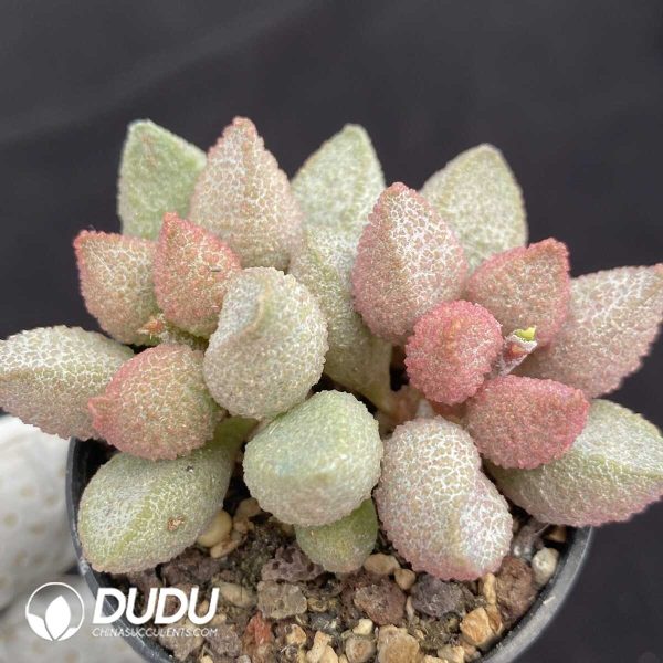 1756131263-1751015347-e202.jpg Adromischus Ice Peach - Image 2