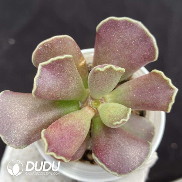 1756131264-1751015349-e201.jpg Adromischus Purple Skin Cooperi - Image 1