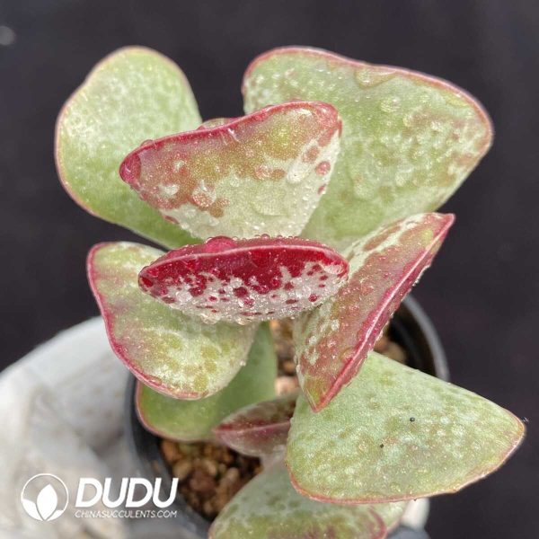 1756131267-1751015354-e201.jpg Adromischus Triflorus 'Calico Hearts' - Image 1