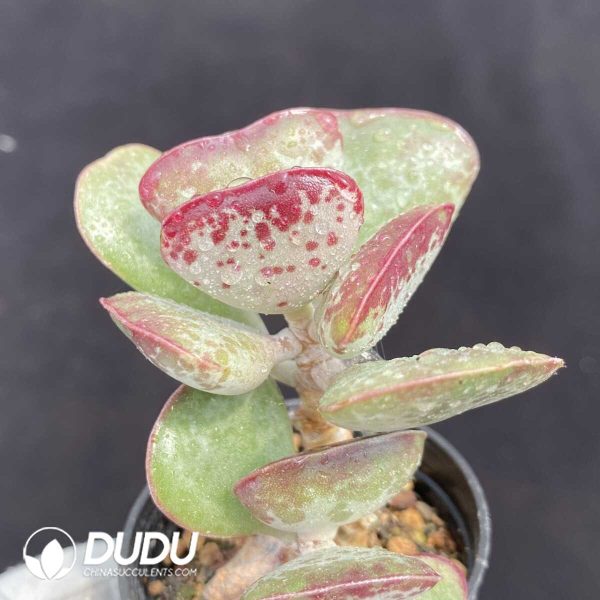 1756131269-1751015357-e202.jpg Adromischus Triflorus 'Calico Hearts' - Image 2