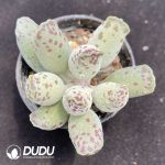 Adromischus Cooperi V. Festivus