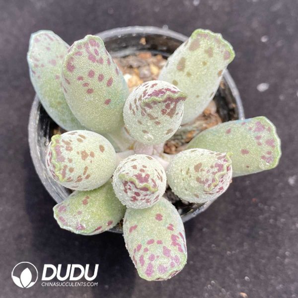 1756131270-1751015360-e201.jpg Adromischus Cooperi V. Festivus - Image 1