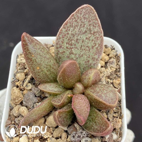 1756131274-1751015367-e201.jpg Adromischus Qinglong - Image 1