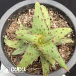 Aloe Castilloniae