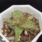 Aloe Castilloniae