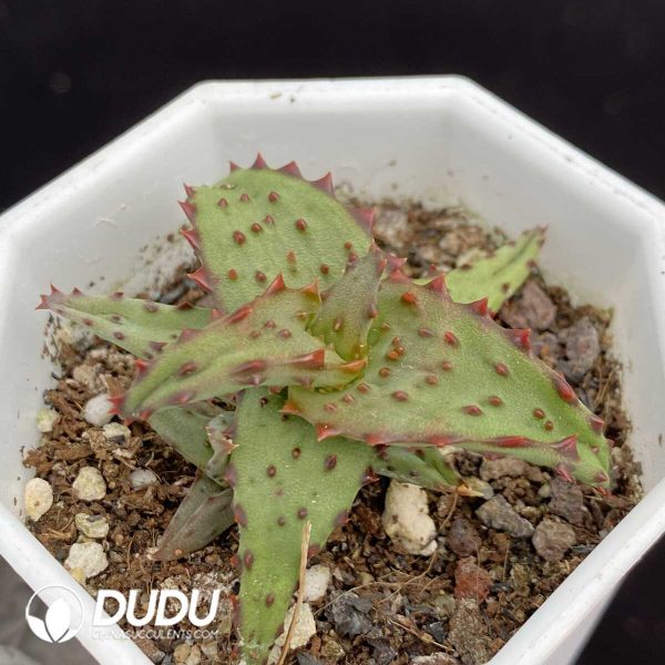 1756131283-1751015385-e201.jpg Aloe Castilloniae - Image 1