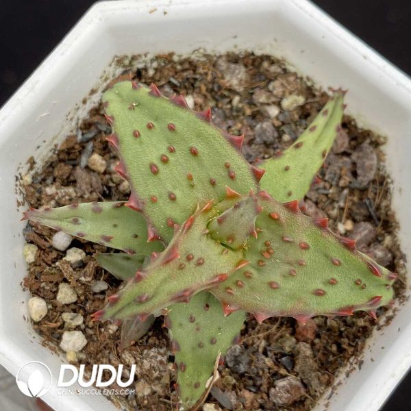 1756131284-1751015390-e202.jpg Aloe Castilloniae - Image 2