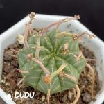 Euphorbia Valida