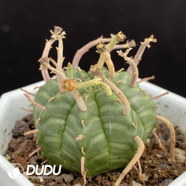 1756131287-1751015395-e202.jpg Euphorbia Valida - Image 2