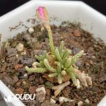 Anacampseros Alstonii Schnland