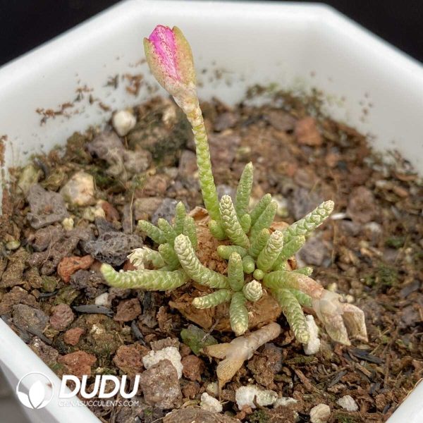 1756131289-1751015398-e201.jpg Anacampseros Alstonii Schnland - Image 1